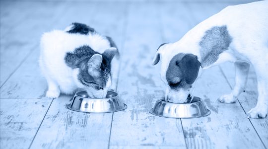 Pet Care