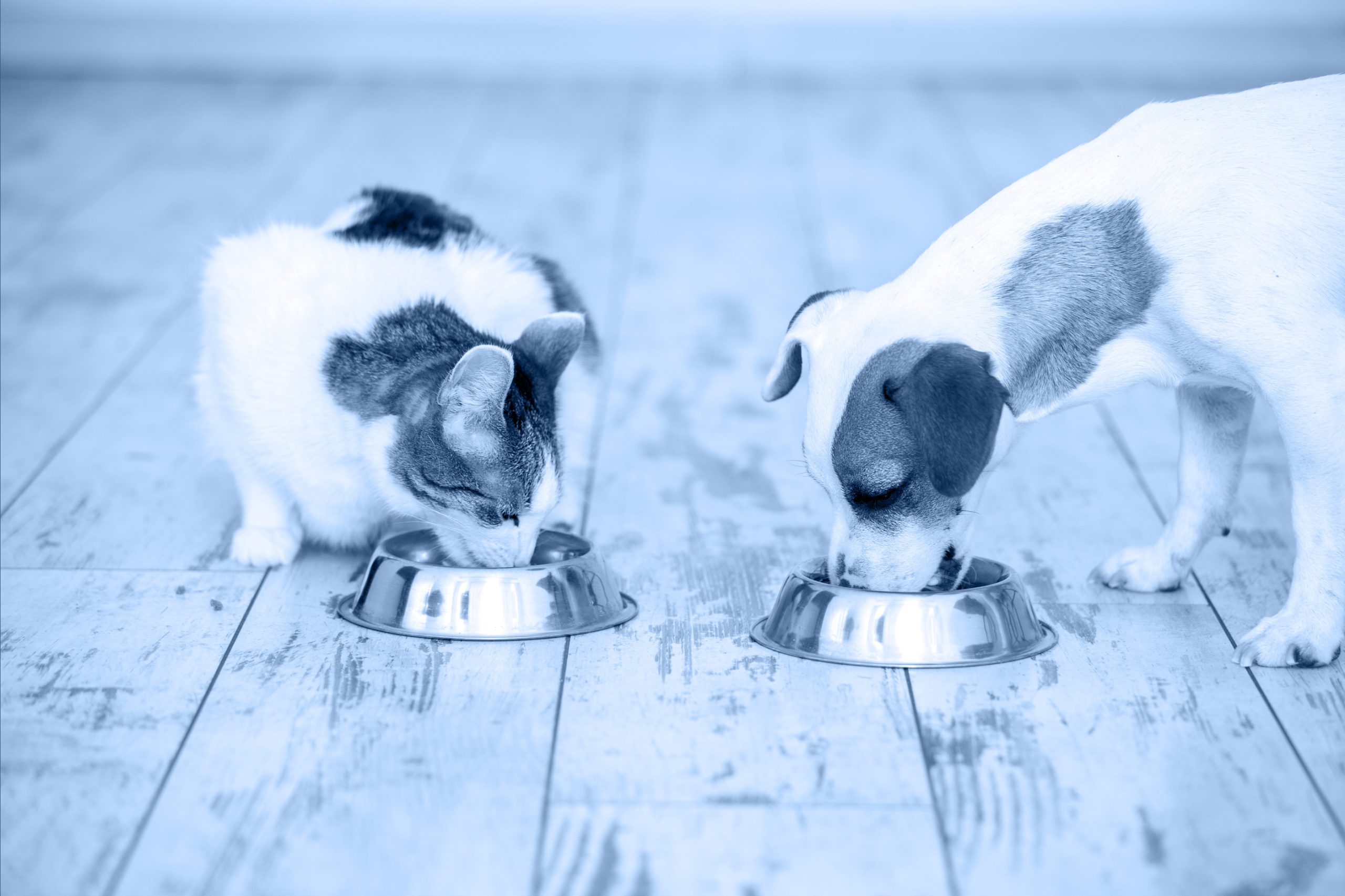 pet-care-filtro-azul-01-scaled.jpg