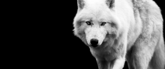 Black or White