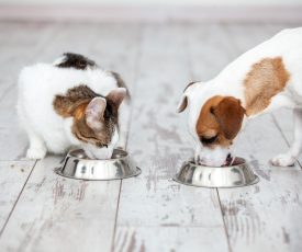 Pet Care