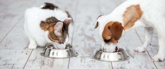 Pet Care