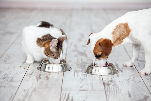 Pet Care