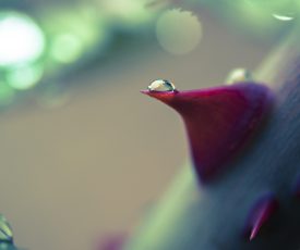 Every Rose Has Its Thorn