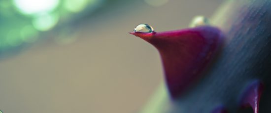 Every Rose Has Its Thorn