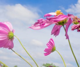 Fading like a flower