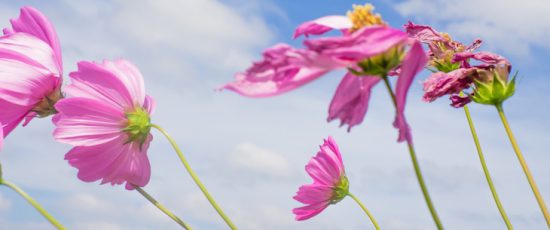 Fading like a flower