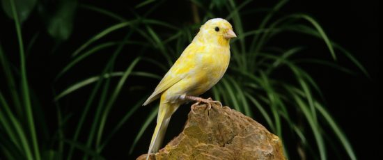 Canary in a coalmine