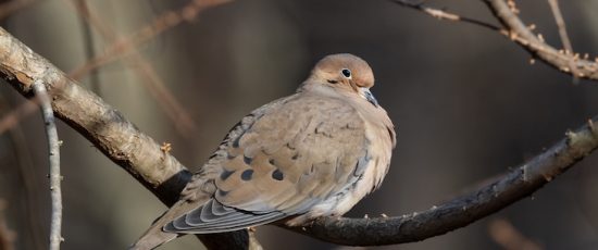 When doves cry?