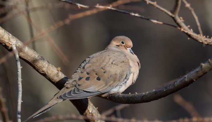 When doves cry?