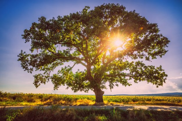 Árbol de la esperanza, mantente firme