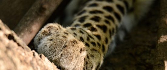 La garra del leopardo