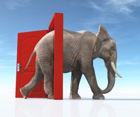 Un elefante entra en escena