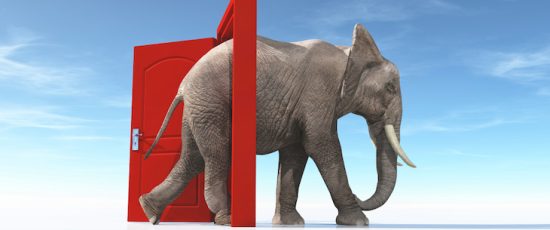 Un elefante entra en escena
