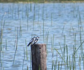 Una (o dos) golondrina(s) no hace(n) el verano*