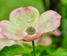 …. April showers….do Spring May flowers? [1]