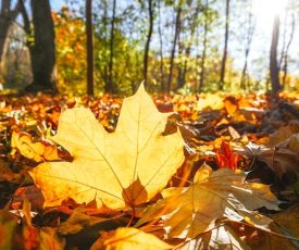 A hazy shade of winter